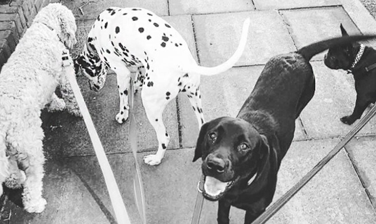 Επάγγελμα: νταντάδες σκυλιών στο Λονδίνο