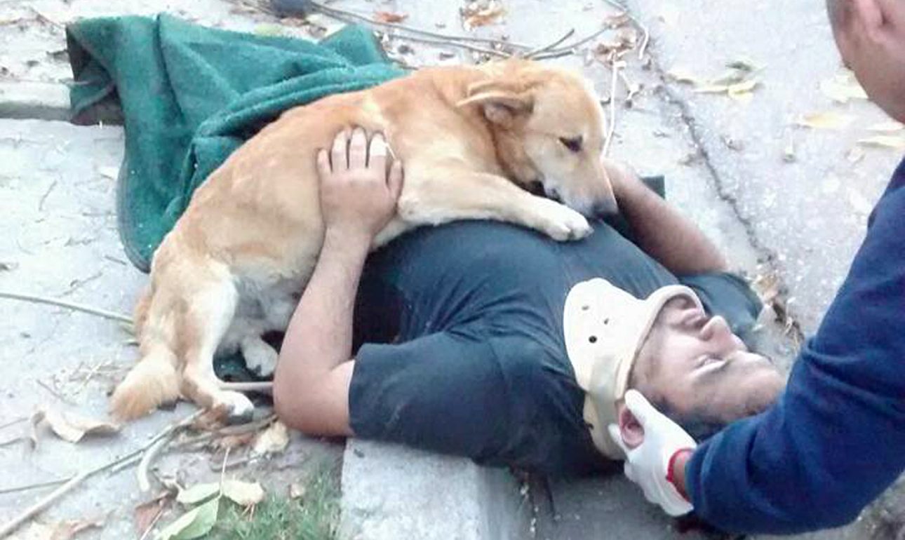 Πιστός σκύλος δεν αφήνει λεπτό το τραυματισμένο αφεντικό του