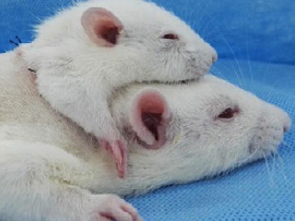 rat-head-transplant