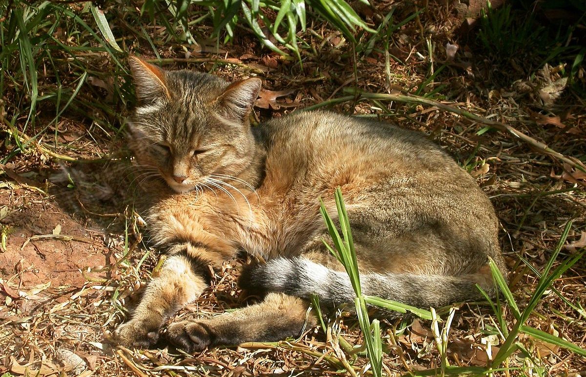 Από πού κρατάει η σκούφια της γάτας;