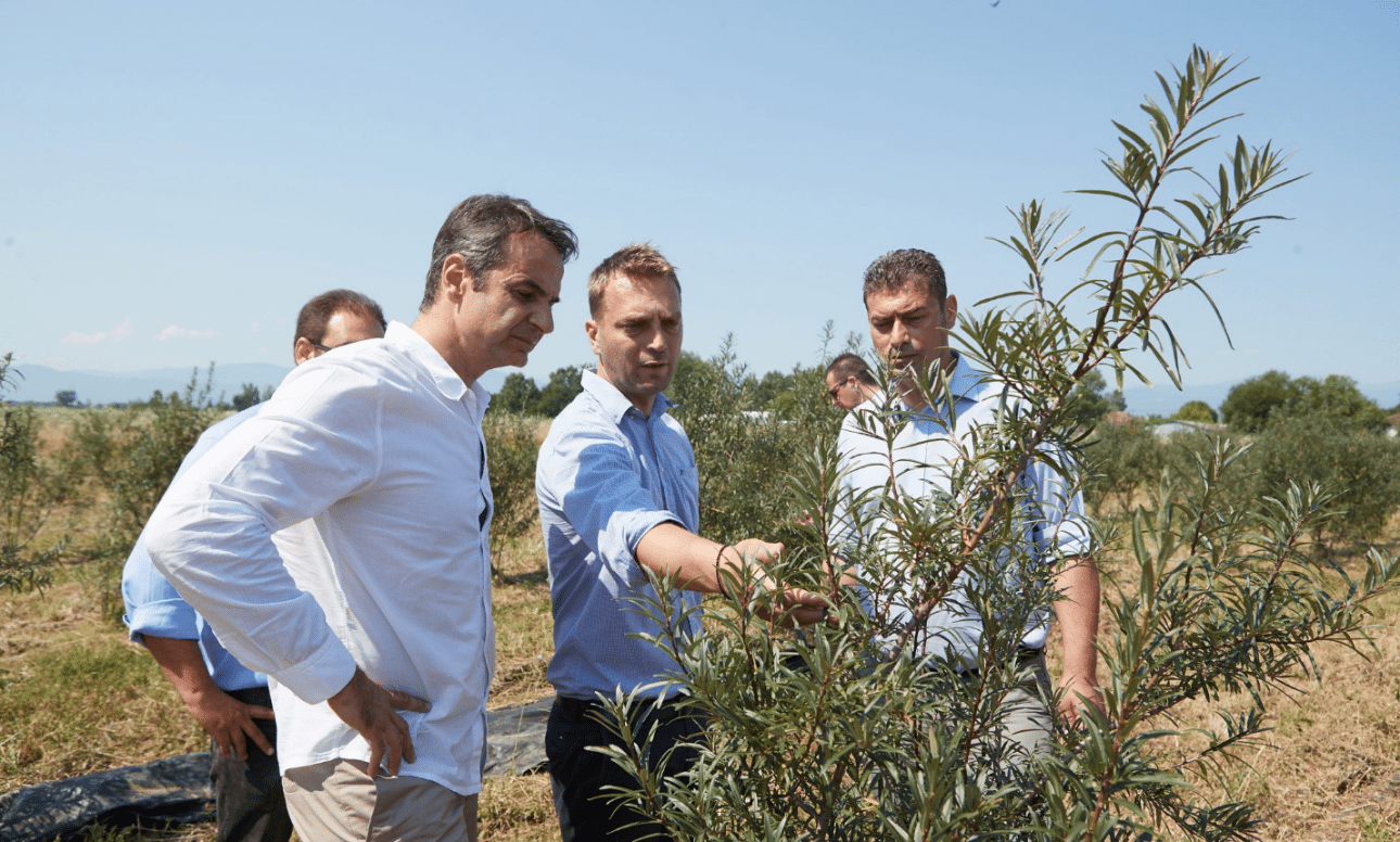 Μητσοτάκης: «Το ιπποφαές δείχνει το μέλλον του πρωτογενούς τομέα»