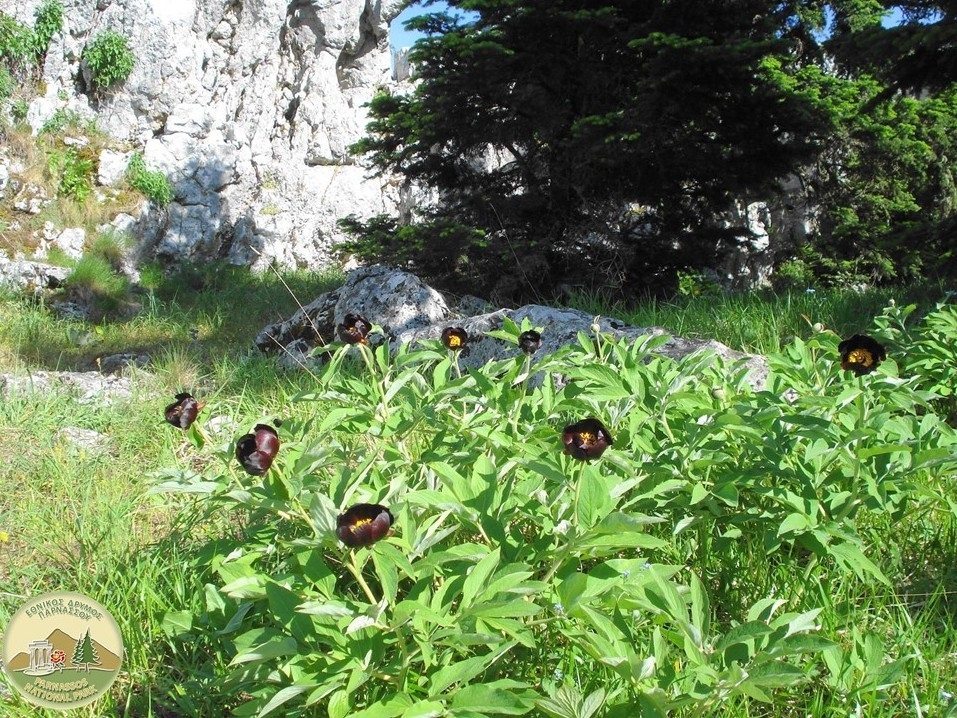 Ο Εθνικός Δρυμός Παρνασσού υποψήφιος για την UNESCO