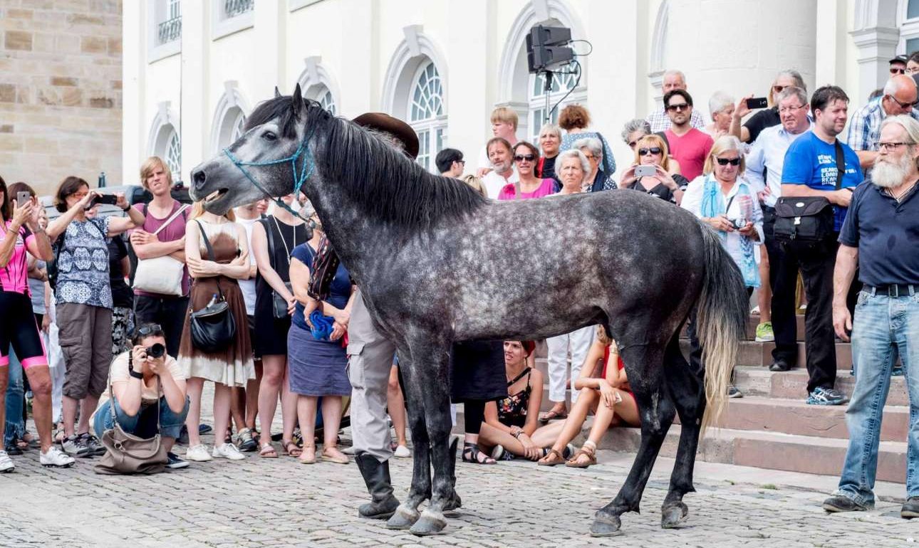 Το αλογάκι Ερμής έφθασε στο Κάσελ έπειτα από ταξίδι 3.000 χλμ.