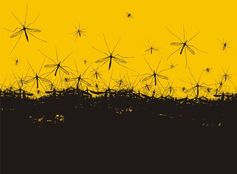 Κουνούπια «Δούρειοι Ιπποι» στην μάχη κατά των ασθενειών