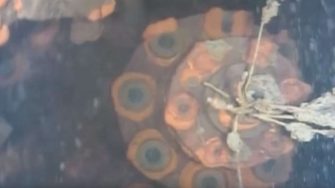 Ρομπότ βγάζει για πρώτη φορά φωτογραφίες από αντιδραστήρα της Φουκουσίμα