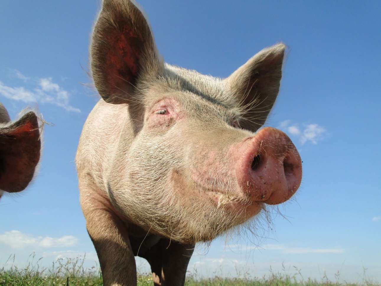 «Ευτυχισμένα» γουρούνια για τους φανατικούς κρεατοφάγους της Γερμανίας