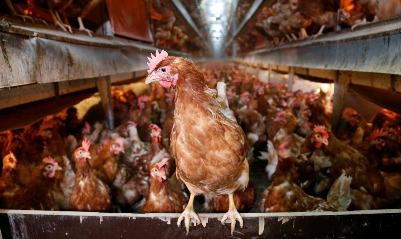 Σε 17 χώρες -αλλά όχι την Ελλάδα- κυκλοφόρησαν τα μολυσμένα αβγά