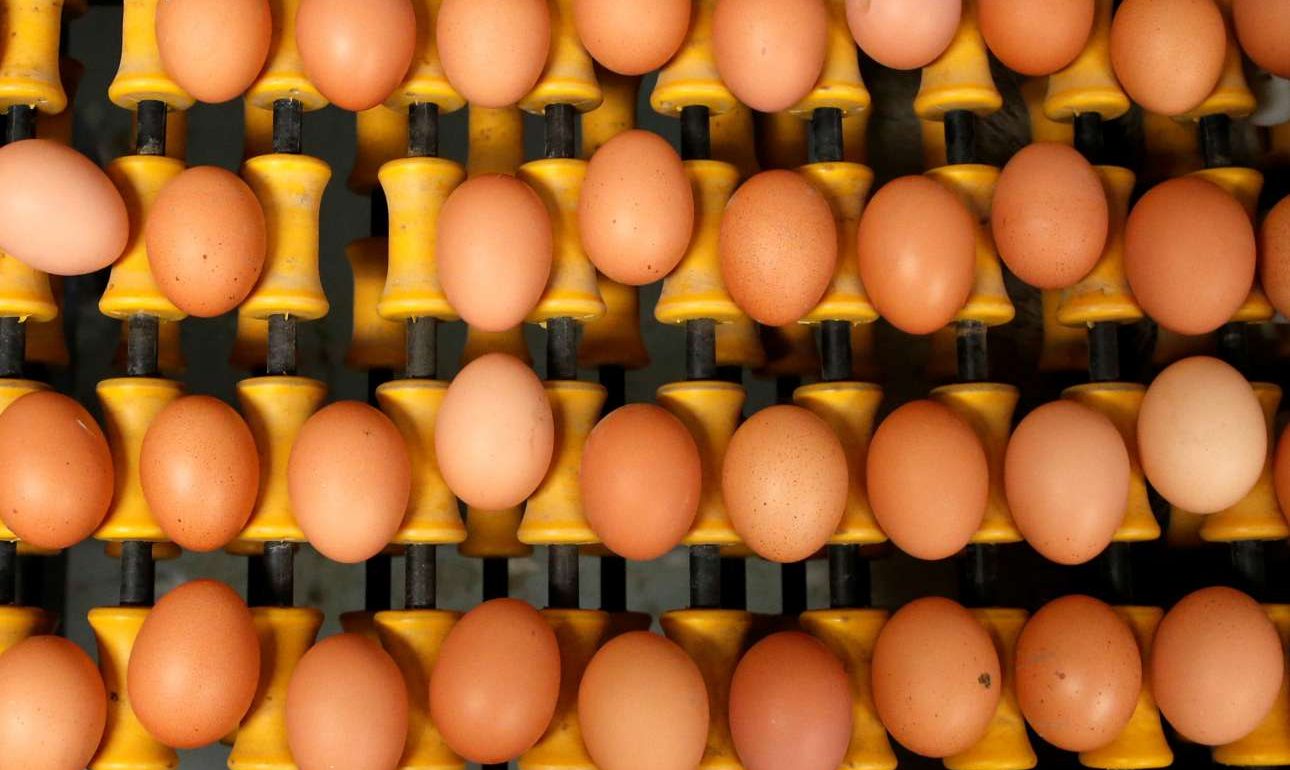 Επεκτείνεται και στο Λουξεμβούργο το σκάνδαλο με τα μολυσμένα αβγά