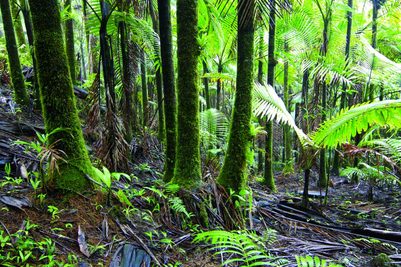 Το τρόπικο δάσος Ελ Γιούνκε με την πλούσια βιοποικιλότητα, στο Πουέρτο Ρίκο