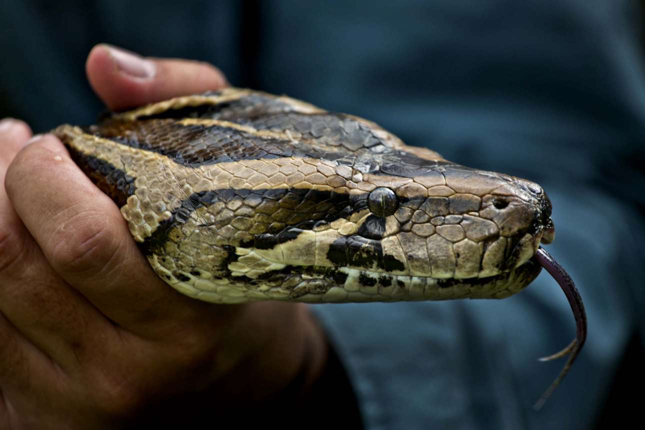 Ζωντανός πύθωνας βρέθηκε στις αποσκευές ενός επιβάτη στο αεροδρόμιο Ρουασί