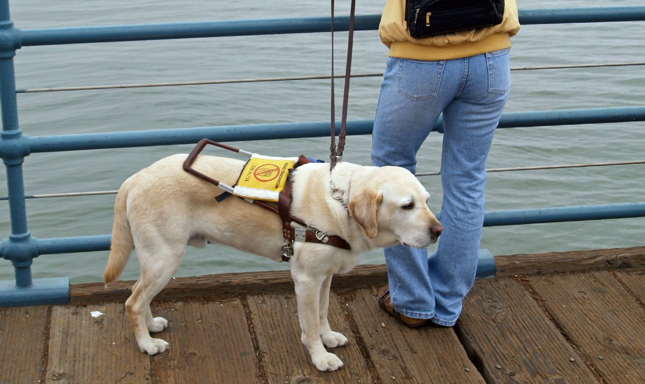 Image result for αυστρια σκυλοσ οδηγοσ τυφλου