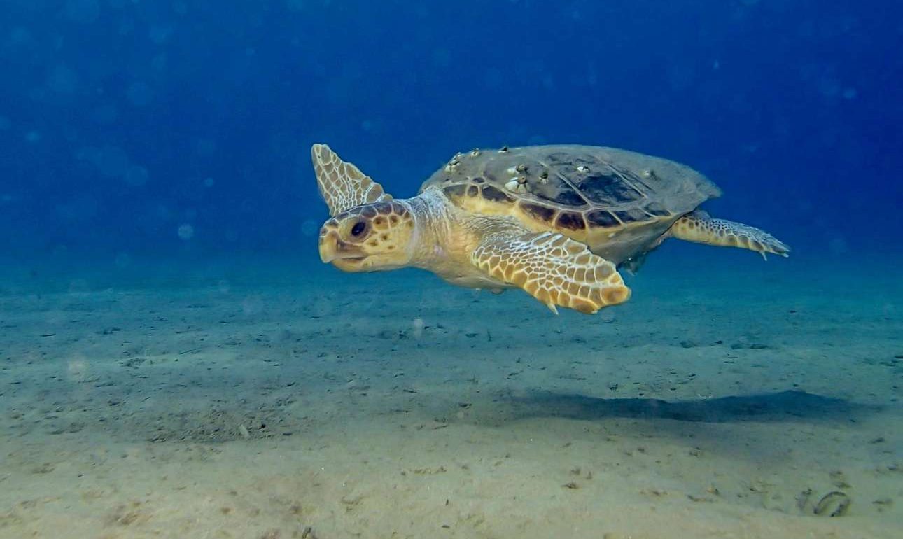 Ξέμειναν από αεροπλάνο στη Ζάκυνθο αλλά δεν έφταιγαν μόνο οι καρέτα καρέτα