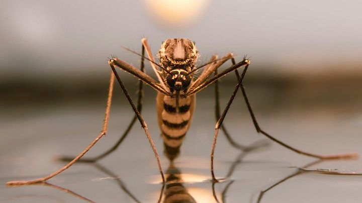 Πέντε νεκροί σε μία εβδομάδα από τσίμπημα κουνουπιού