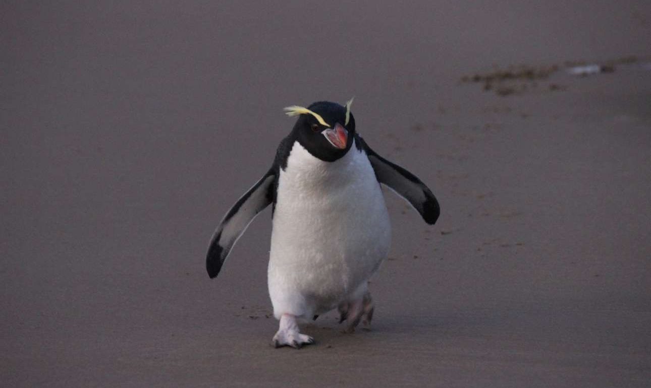 Το νέο ταξίδι του πιγκουίνου που βρέθηκε χτυπημένος 2.000 χλμ. μακριά από το σπίτι του