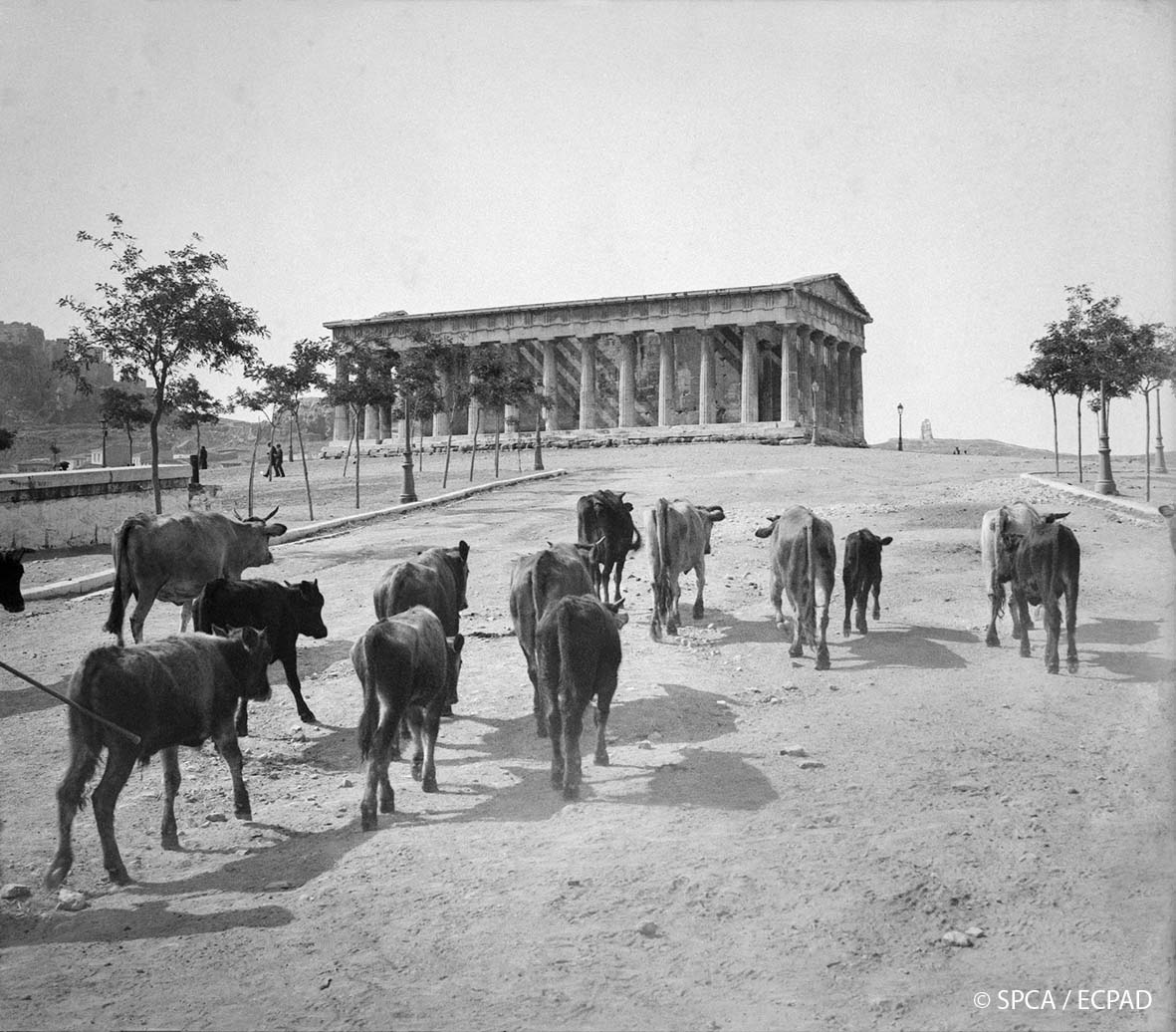 Κοπάδι ζώων μπροστά από τον ναό του Ηφαίστου