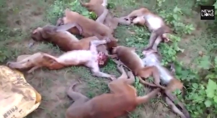 12 πίθηκοι πέθαναν ταυτόχρονα από έμφραγμα. Γιατί;