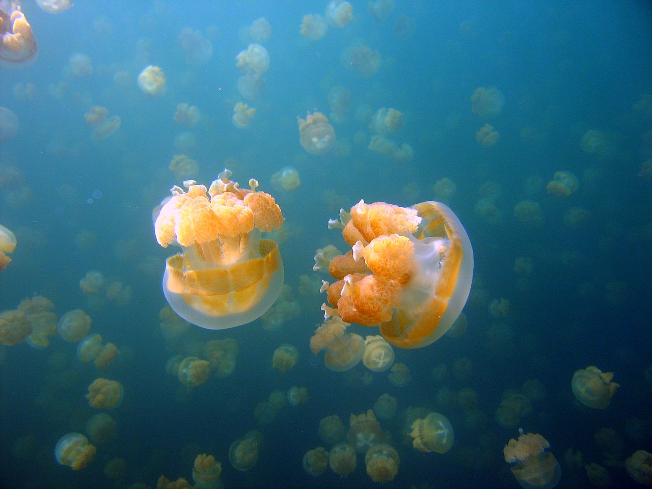Cassiopea_jellyfish-Wikimedia-Commons-Jacopo Werther
