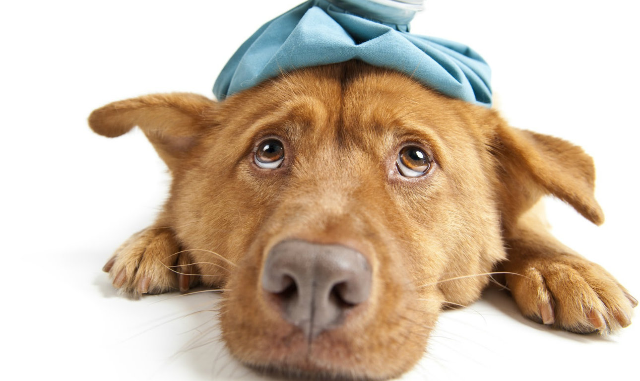 Θέλω άδεια, αρρώστησε το κατοικίδιό μου