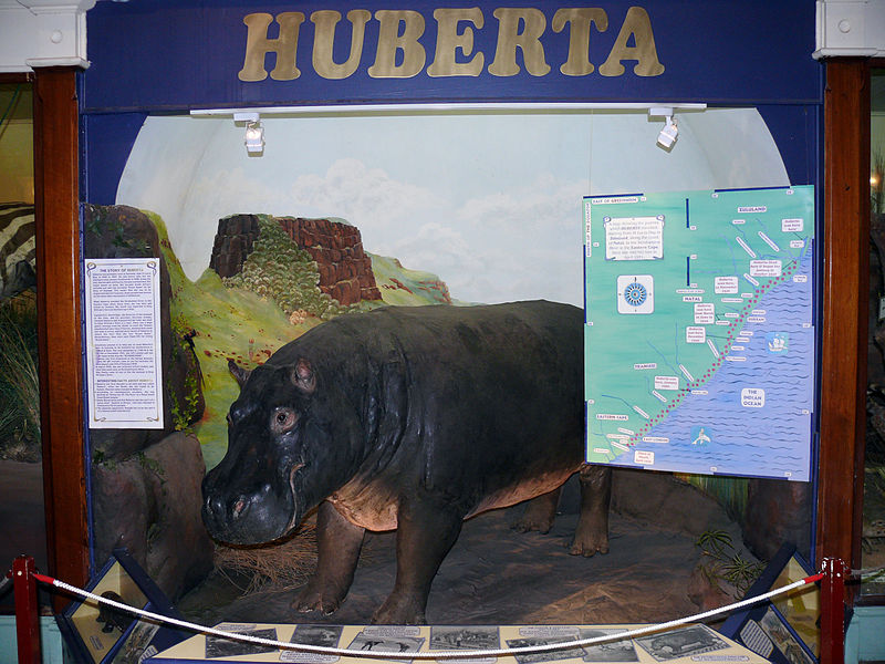 Huberta_hippo-Morné van Rooyen -Wikipedia