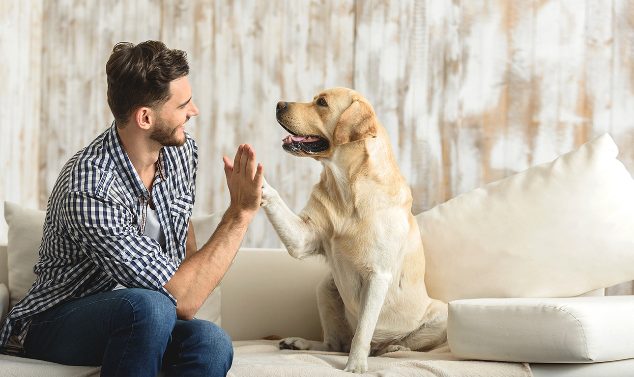 Γιατί τα σκυλιά αντιδρούν στο βλέμμα μας