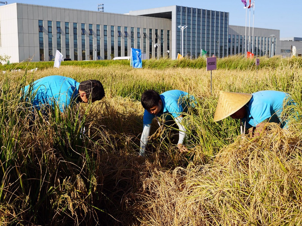 Σύντομα στα πιάτα μας το… θαλασσινό ρύζι