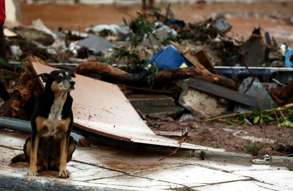 Ένας αδέσποτος σκύλος κάθεται μπροστά σε ένα κατεστραμμένο σπίτι στο κέντρο της Μάνδρας, Αττικής, Πέμπτη 16 Νοεμβρίου 2017, μετά τις καταρρακτώδεις βροχές που έπληξαν χθες την περιοχή. Τους 15 έχουν φτάσει οι νεκροί και έξι ακόμα άνθρωποι αγνοούνται ενώ μεγάλες είναι οι καταστροφές σε σπίτια, καταστήματα και περιουσίες από τις χθεσινές πλημμύρες στη Μάνδρα, τα Μέγαρα και τη Νέα Πέραμο στην Αττική. ΑΠΕ-ΜΠΕ/ΑΠΕ-ΜΠΕ/ΣΥΜΕΛΑ ΠΑΝΤΖΑΡΤΖΗ