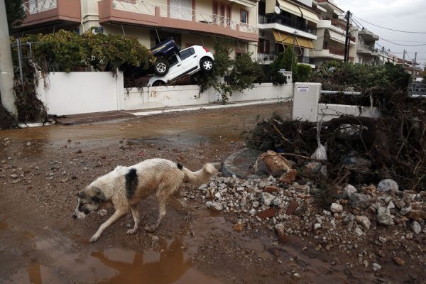 Ένας αδέσποτος σκύλος περπατάει ανάμεσα στα χαλάσματα μετά τις καταρρακτώδεις βροχές που έπληξαν χθες τη Μάνδρα Αττικής, Πέμπτη 16 Νοεμβρίου 2017. Τους 15 έχουν φτάσει οι νεκροί και έξι ακόμα άνθρωποι αγνοούνται ενώ μεγάλες είναι οι καταστροφές σε σπίτια, καταστήματα και περιουσίες από τις χθεσινές πλημμύρες στη Μάνδρα, τα Μέγαρα και τη Νέα Πέραμο στην Αττική. ΑΠΕ - ΜΠΕ/ΑΠΕ – ΜΠΕ/ ΓΙΑΝΝΗΣ ΚΟΛΕΣΙΔΗΣ
