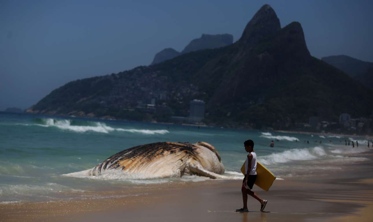 Таинственный певец на берег выброшен грозою. Рио де Жанейро акулы. Берега Бразилии.