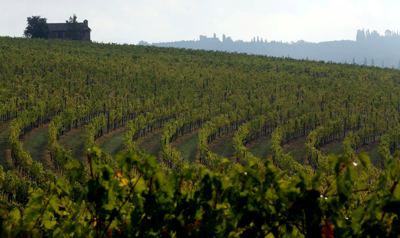 Λιγότερο αλλά πάντα εκλεκτό κρασί από τα αμπέλια μας εφέτος