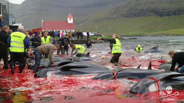 Operation Bloody Fjords update: Covert patrols documenting the slaughter go completely undetected by the Faroese government. Report by Robert Read  Chief Operations Officer at Sea Shepherd UK November 8, 2017 Sea Shepherd can now reveal that as part of our ongoing Operation Bloody Fjords we coordinated ten weeks of covert land-based patrols from July to early September this year in the Danish Faroe Islands. The patrols involved a total of 18 crew from the United Kingdom and France with the aims of exposing the continued barbaric killing of dolphins and pilot whales by the Faroese, and gaining footage and photographs to look for potential breaches in Faroese animal welfare legislation. Centrally coordinated by Sea Shepherd UK, the crews were based in six different Faroese towns covering 19 designated whaling bays. During the ten weeks our volunteer crew who used their personal vacation time to blend in with other tourists managed to document nine separate grindadráp, which accounted for the deaths of 198 Atlantic white-sided dolphins and 436 pilot whales. Crewmembers also recorded evidence of the annual Fulmar hunt, recorded the public pilot whale butchering demonstration at Klaksvik, and -- for the first time -- the transportation of six pilot whales from a grindadráp at Hvannasund to Klaksvik and across the islands for processing and sale within the main supermarket in Torshavn. Over the next six days we will be publishing the personal accounts and photographs submitted by six of the teams who witnessed grindadráp hunts and the butchering and sale of pilot whales and dolphins this summer.  Team 1 (UK) based in Tórshavn recorded the Hvannasund grindadráp of 5th July during which 70 long finned pilot whales were killed.  Team 2 (France) based in Tórshavn recorded the Hvannasund grindadráp of 17th July where 191 long finned pilot whales were killed. The team also recorded the butchering of these same pilot whales on the 18th July at Klaksvik and tracked two trucks which transported 6 pilot whales all the way to a fish processing company in the capital Torshavn and the resulting sale of pilot whale meat and blubber in the largest Faroese supermarket less than 48 hours later.  Team 3 (UK) were based in Tórshavn and recorded the Sydrugota dolphin hunt of 25th July where 16 Atlantic white sided dolphins were killed and butchered in a nearby shed.  Team 5 (UK) based in Saltangará extensively recorded the Funningsfjordur dolphin hunt of 5th August where a large pod of 133 Atlantic white sided dolphins were killed. The team also recorded the butchering of 39 long finned pilot whales and 1 white sided dolphin at Hvannasund on the 6th August.  Team 7 (UK) were based in Tórshavn and recorded the grindadráp of 61 long finned pilot whales on the 18th August. The team also recorded the Skálabotnur dolphin hunt on 21st August where 48 Atlantic white sided dolphins were killed and documented the Klaksvik Harbour Open Day butchering of a single adult pilot whale which had been stored from a previous hunt specifically for the sickening public demonstration.  Team 8 (UK) were based in Klaksvík and recorded the Hvannasund grindadráp on 29th August of 46 long finned pilot whales, as well as the Hvannasund Fulmar hunt and the grindadráp at Bour on 31st August of 29 long finned pilot whales The covert operation has shown that just a small number of crew are able to document with -- no restrictions -- the horrifying scenes at Faroese grindadráp just by blending in with other visiting tourists. Sea Shepherd fully intends to continue such covert action and encourage our volunteers to use their vacation time to travel to the Faroe Islands to help Sea Shepherd expose the barbaric grindadráp and especially the hunting of other species such as the Atlantic white-sided dolphins, which is rarely if ever mentioned by the Faroese government or reported in the Faroese press. 2017 has proved to be one of the worst grindadráp years in recent memory by the men of the Danish Faroe Islands with 1691 pilot whales and dolphins killed during 24 individual hunts. Please support Sea Shepherd's Operation Bloody Fjords by donating at: www.seashepherdglobal.org