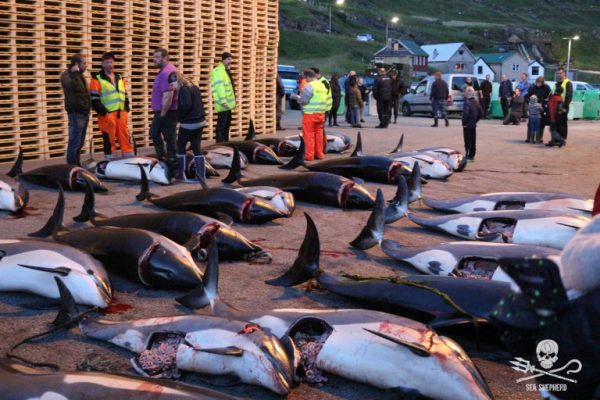 Operation Bloody Fjords update: Covert patrols documenting the slaughter go completely undetected by the Faroese government. Report by Robert Read  Chief Operations Officer at Sea Shepherd UK November 8, 2017 Sea Shepherd can now reveal that as part of our ongoing Operation Bloody Fjords we coordinated ten weeks of covert land-based patrols from July to early September this year in the Danish Faroe Islands. The patrols involved a total of 18 crew from the United Kingdom and France with the aims of exposing the continued barbaric killing of dolphins and pilot whales by the Faroese, and gaining footage and photographs to look for potential breaches in Faroese animal welfare legislation. Centrally coordinated by Sea Shepherd UK, the crews were based in six different Faroese towns covering 19 designated whaling bays. During the ten weeks our volunteer crew who used their personal vacation time to blend in with other tourists managed to document nine separate grindadráp, which accounted for the deaths of 198 Atlantic white-sided dolphins and 436 pilot whales. Crewmembers also recorded evidence of the annual Fulmar hunt, recorded the public pilot whale butchering demonstration at Klaksvik, and -- for the first time -- the transportation of six pilot whales from a grindadráp at Hvannasund to Klaksvik and across the islands for processing and sale within the main supermarket in Torshavn. Over the next six days we will be publishing the personal accounts and photographs submitted by six of the teams who witnessed grindadráp hunts and the butchering and sale of pilot whales and dolphins this summer.  Team 1 (UK) based in Tórshavn recorded the Hvannasund grindadráp of 5th July during which 70 long finned pilot whales were killed.  Team 2 (France) based in Tórshavn recorded the Hvannasund grindadráp of 17th July where 191 long finned pilot whales were killed. The team also recorded the butchering of these same pilot whales on the 18th July at Klaksvik and tracked two trucks which transported 6 pilot whales all the way to a fish processing company in the capital Torshavn and the resulting sale of pilot whale meat and blubber in the largest Faroese supermarket less than 48 hours later.  Team 3 (UK) were based in Tórshavn and recorded the Sydrugota dolphin hunt of 25th July where 16 Atlantic white sided dolphins were killed and butchered in a nearby shed.  Team 5 (UK) based in Saltangará extensively recorded the Funningsfjordur dolphin hunt of 5th August where a large pod of 133 Atlantic white sided dolphins were killed. The team also recorded the butchering of 39 long finned pilot whales and 1 white sided dolphin at Hvannasund on the 6th August.  Team 7 (UK) were based in Tórshavn and recorded the grindadráp of 61 long finned pilot whales on the 18th August. The team also recorded the Skálabotnur dolphin hunt on 21st August where 48 Atlantic white sided dolphins were killed and documented the Klaksvik Harbour Open Day butchering of a single adult pilot whale which had been stored from a previous hunt specifically for the sickening public demonstration.  Team 8 (UK) were based in Klaksvík and recorded the Hvannasund grindadráp on 29th August of 46 long finned pilot whales, as well as the Hvannasund Fulmar hunt and the grindadráp at Bour on 31st August of 29 long finned pilot whales The covert operation has shown that just a small number of crew are able to document with -- no restrictions -- the horrifying scenes at Faroese grindadráp just by blending in with other visiting tourists. Sea Shepherd fully intends to continue such covert action and encourage our volunteers to use their vacation time to travel to the Faroe Islands to help Sea Shepherd expose the barbaric grindadráp and especially the hunting of other species such as the Atlantic white-sided dolphins, which is rarely if ever mentioned by the Faroese government or reported in the Faroese press. 2017 has proved to be one of the worst grindadráp years in recent memory by the men of the Danish Faroe Islands with 1691 pilot whales and dolphins killed during 24 individual hunts. Please support Sea Shepherd's Operation Bloody Fjords by donating at: www.seashepherdglobal.org