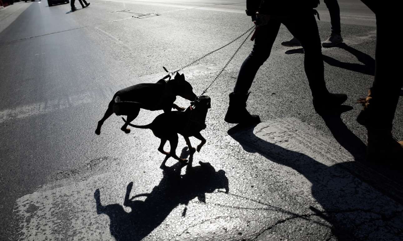 Μαζική δολοφονία περισσότερων από 20 σκύλων στον Βόλο