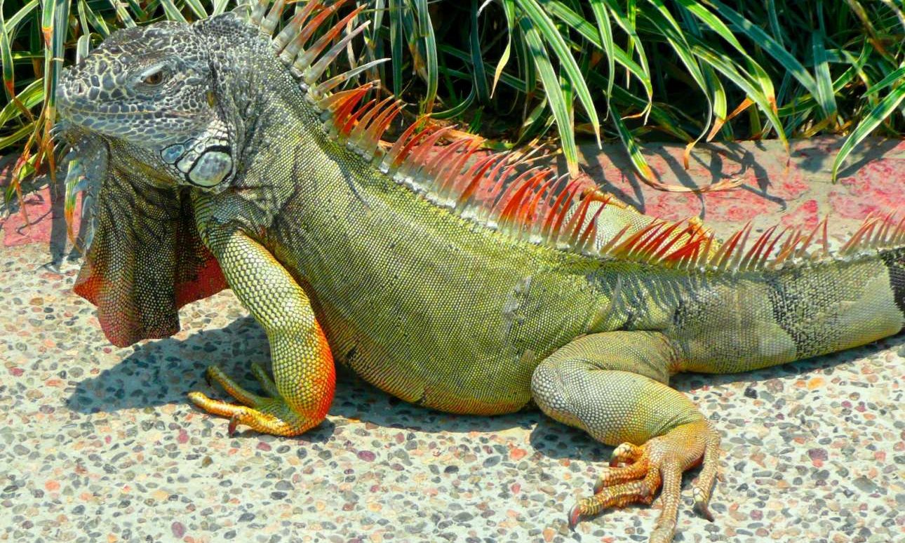 Η εισβολή των ιγκουάνα: Η Φλόριντα αντιμέτωπη με τον «πράσινο τρόμο»