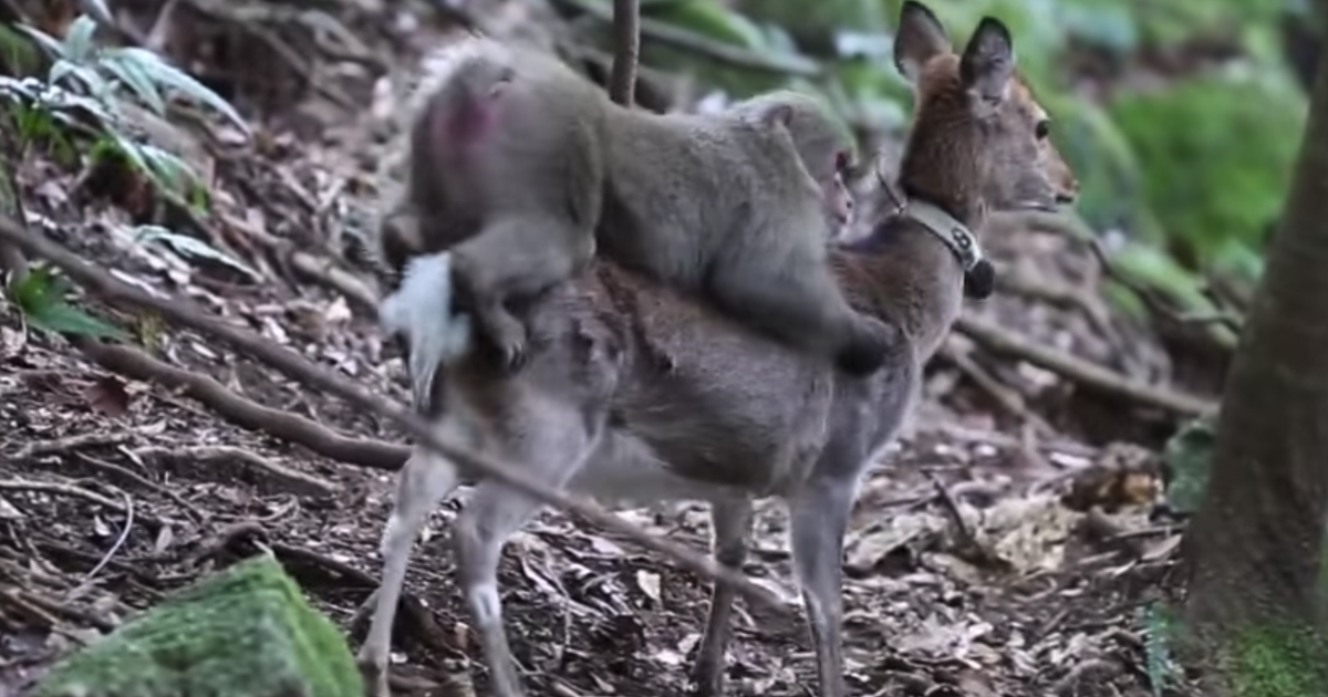 Η νέα μόδα στον κόσμο των μαϊμούδων: σεξ με τα ελάφια!