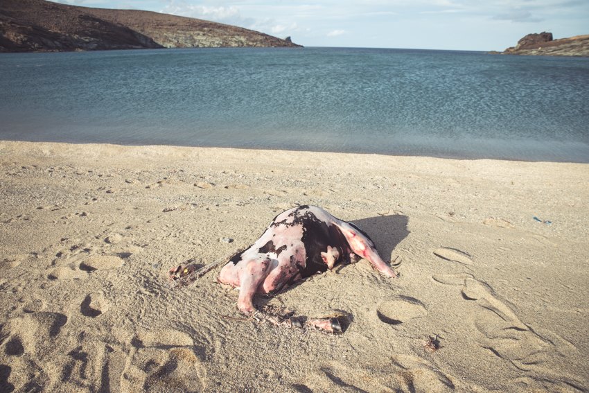 Νεκρές αγελάδες και ταύροι ξεβράζονται στις Κυκλάδες