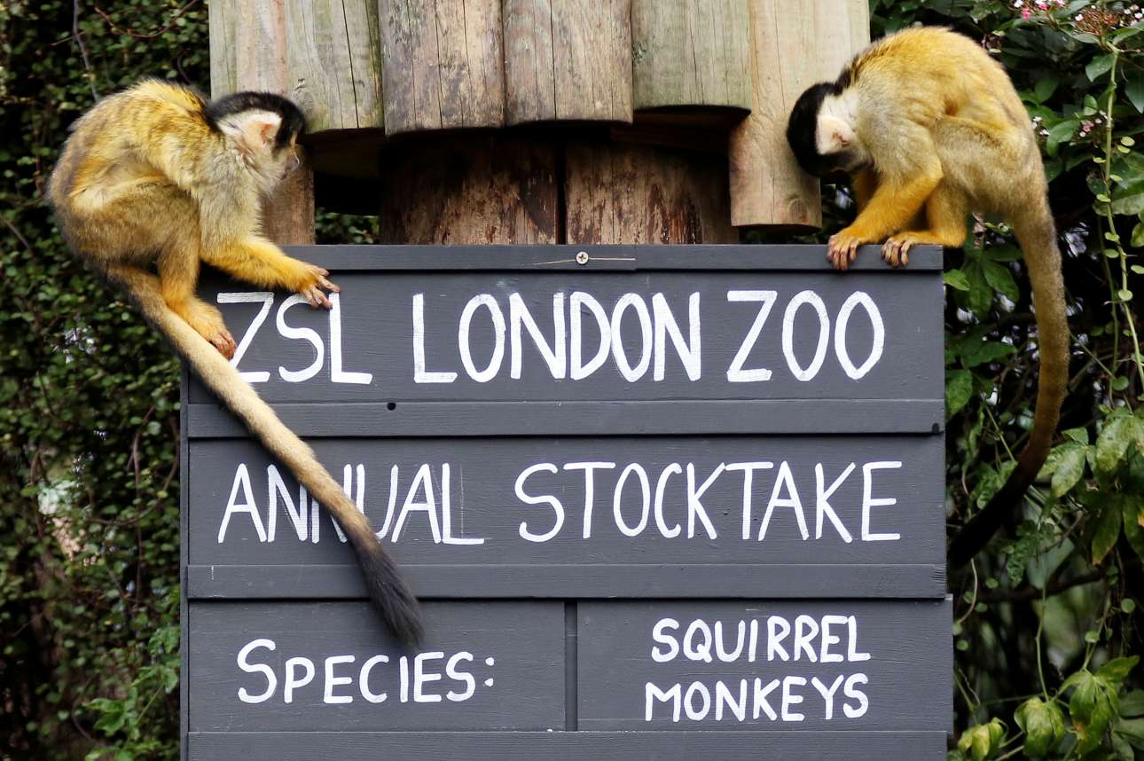 Σκίουροι - μαϊμούδες περιεργάζονται μία πινακίδα πάνω στην οποία έχει σημειωθεί το είδος τους και πόσα θηλυκά και αρσενικά υπάρχουν στις εγκαταστάσεις