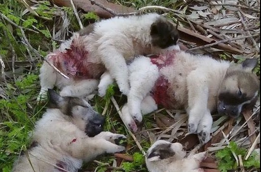 Επικήρυξαν τους θρασύδειλους που εκτέλεσαν με καραμπίνα επτά κουτάβια