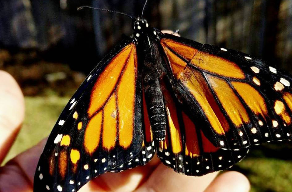 Η γυναίκα που θεραπεύει… πεταλούδες