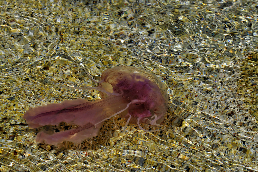 Δίχτυα θα κρατήσουν μακριά από τις ακτές τις τσούχτρες στον Κορινθιακό