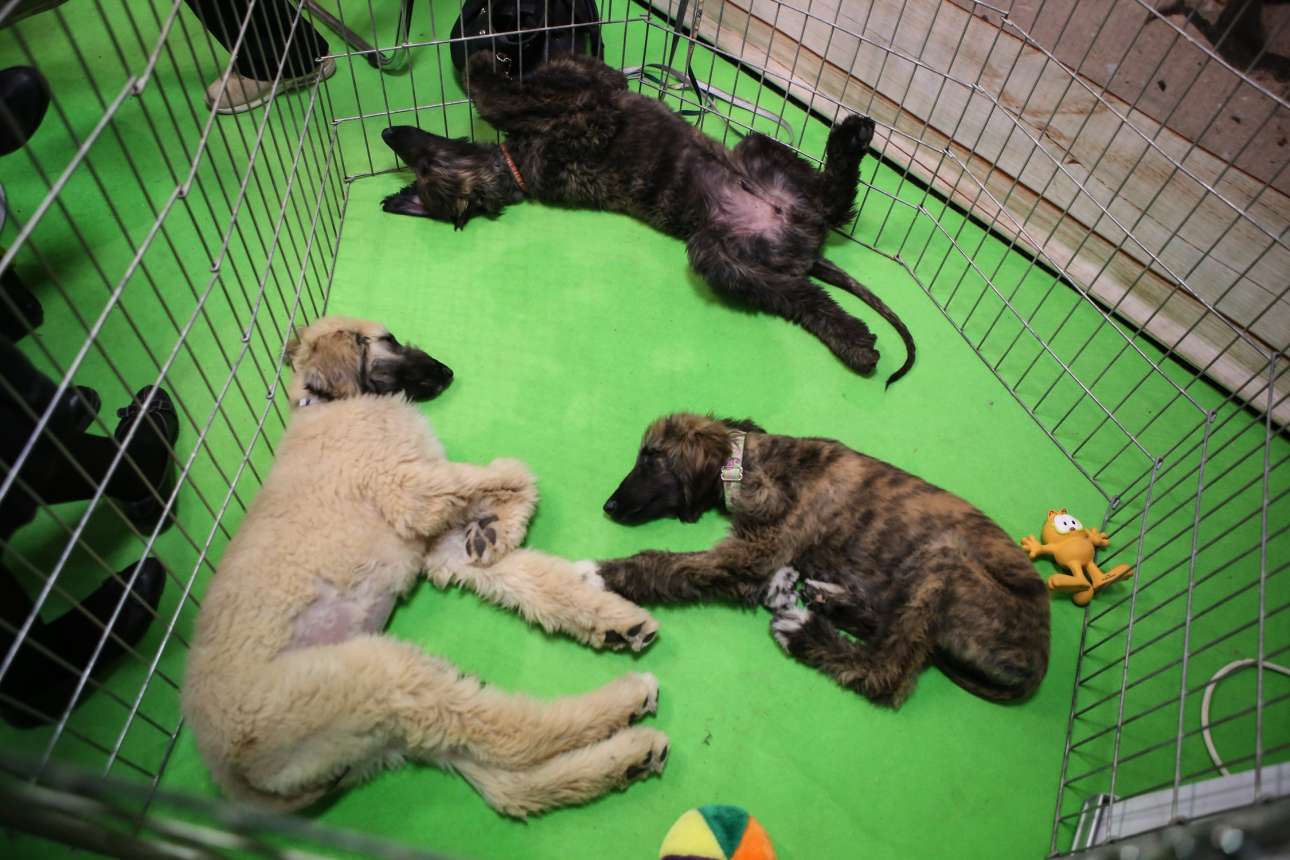 Είμαστε φιλόζωοι τελικά;