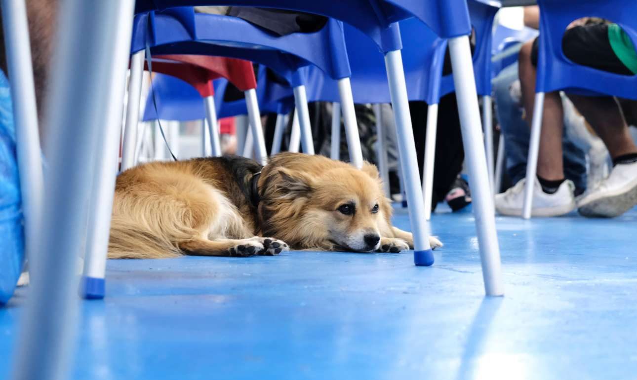 Η φιλοζωία των likes