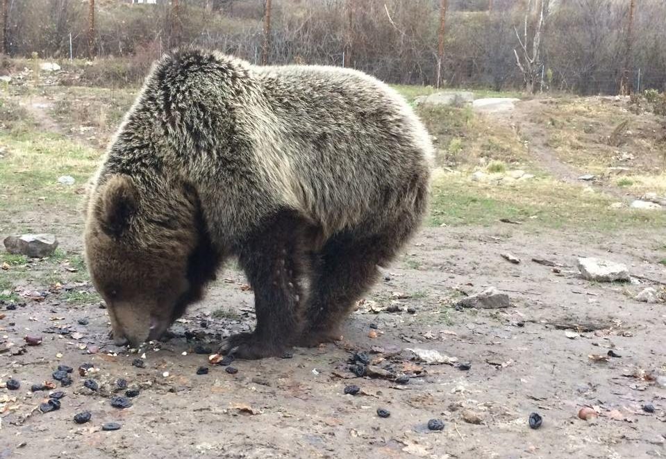 Οι αρκούδες έφεραν την άνοιξη στο Καταφύγιο του Αρκτούρου [βίντεο]