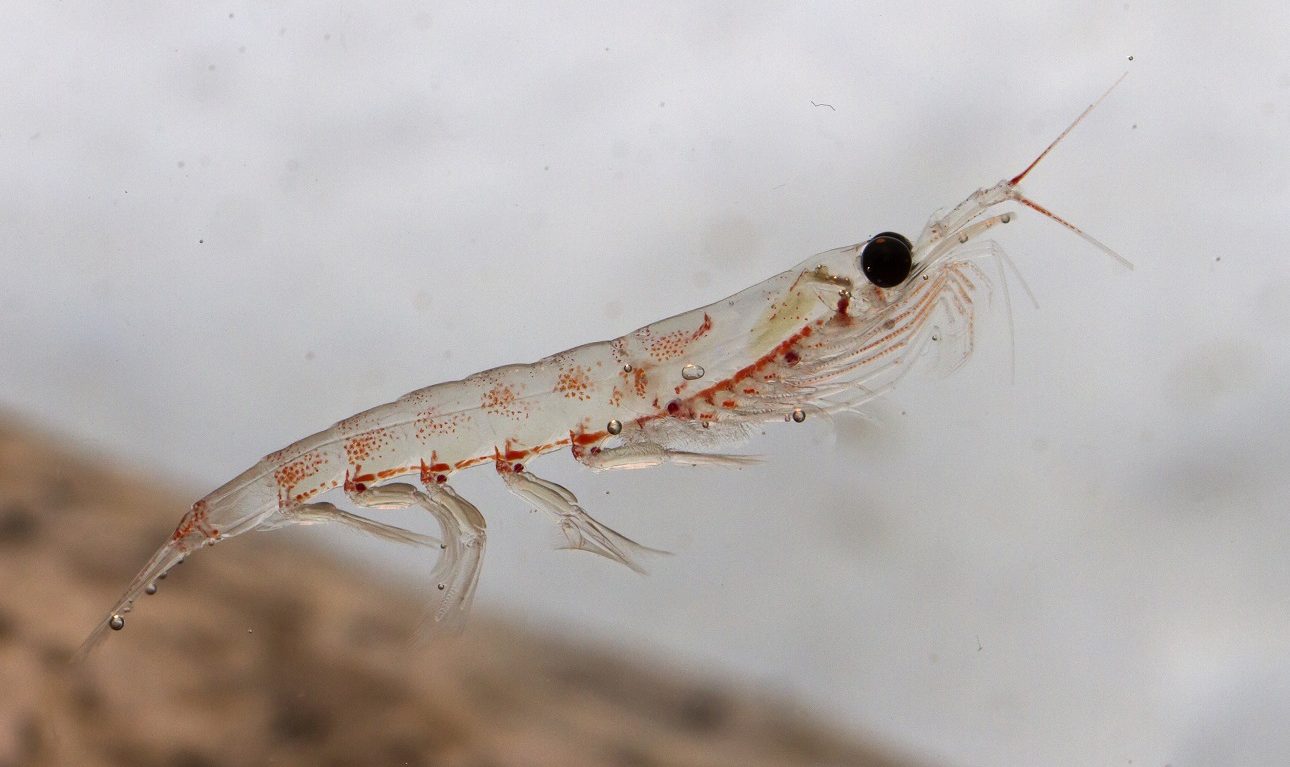 Οι θαλάσσιοι καθαριστές των πλαστικών