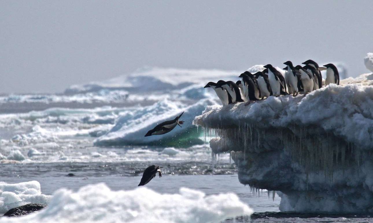 Βρέθηκε άγνωστη αποικία με 1,5 εκατ. πιγκουίνους