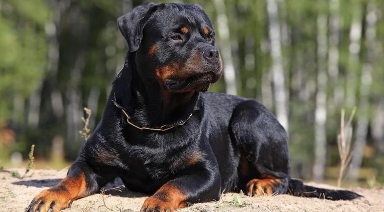 Αποζημίωση 150.000 ευρώ στη μητέρα του πεντάχρονου που σκοτώθηκε από τα ροτβάιλερ