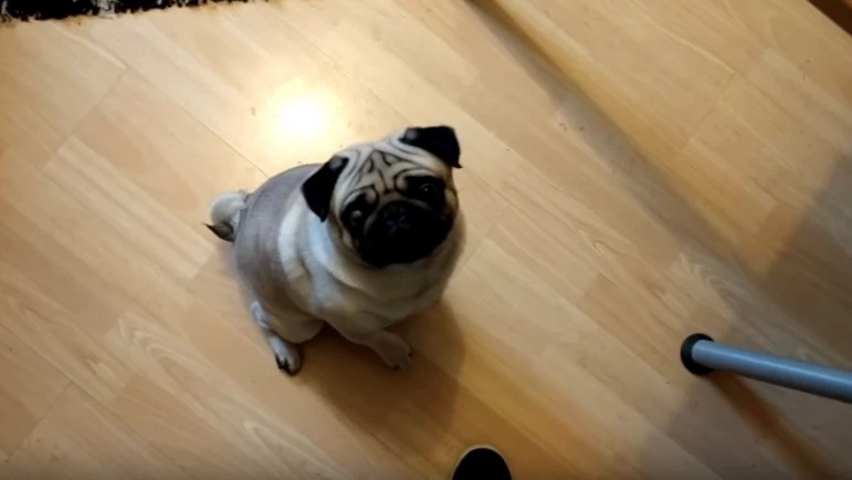 Πρόστιμο £800 επειδή εκπαίδευσε τον σκύλο του να χαιρετά ναζιστικά