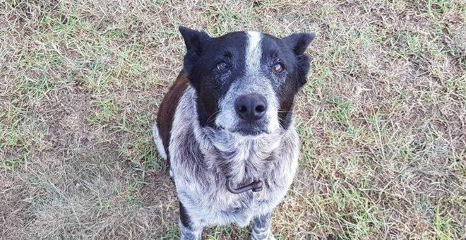 Ηρωας της Αυστραλίας: Κωφός και μερικώς τυφλός σκύλος έσωσε κοριτσάκι