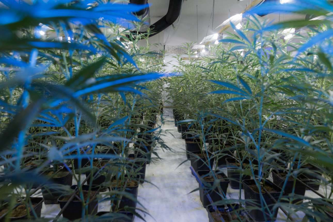 Δάσος κάνναβης σε έξι βίλες της Αττικής