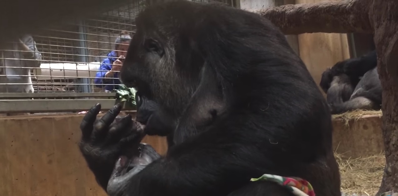 Η μαμά γορίλας που «έλιωσε» το Facebook: Φιλά τρυφερά το νεογέννητό της