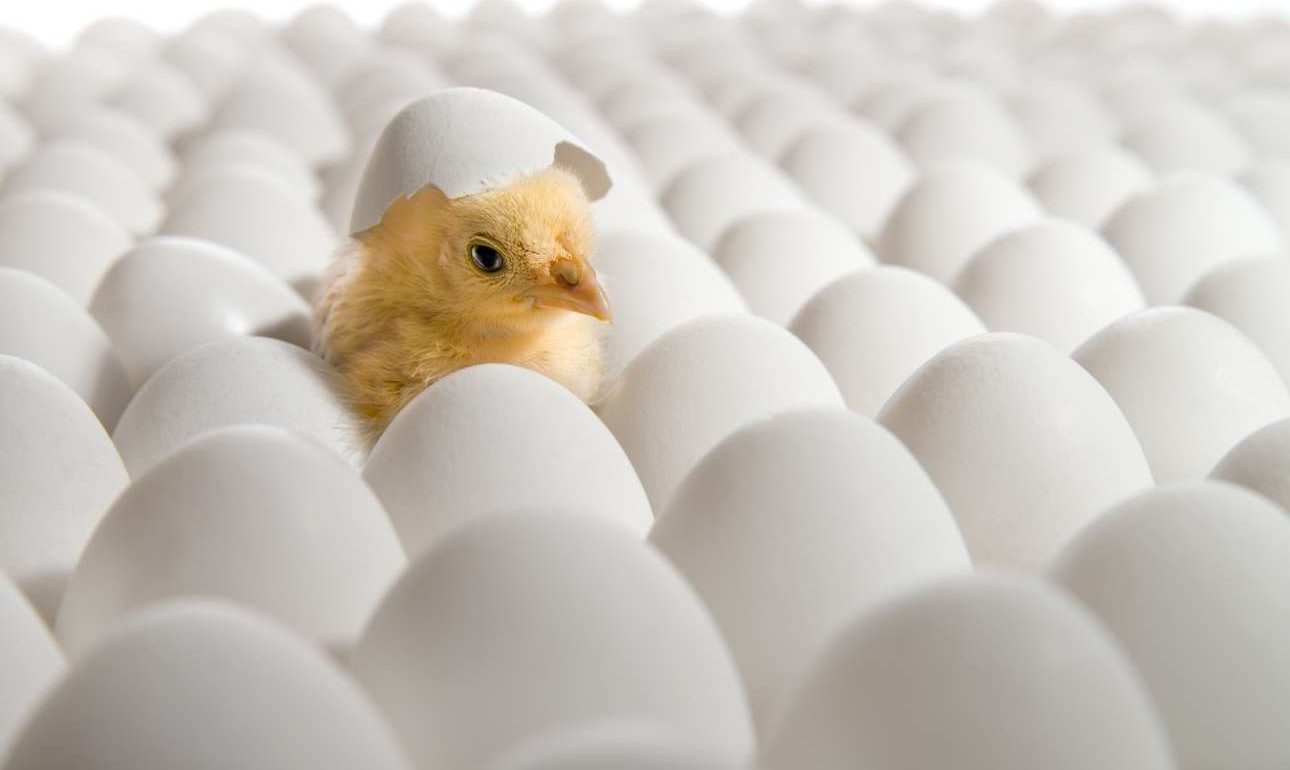 Πώς σπάει τα τσόφλια του αβγού το κοτοπουλάκι; Ο γρίφος ελύθη!